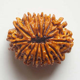 14 Faced Natural Nepali Rudraksha Beads